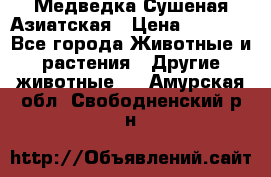 Медведка Сушеная Азиатская › Цена ­ 1 400 - Все города Животные и растения » Другие животные   . Амурская обл.,Свободненский р-н